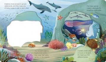 What Can You See Under the Sea - Molly Littleboy [KSIĄŻKA]