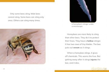 Why Do We Need Bees (Nature We Need) - Laura K. Murray [KSIĄŻKA]