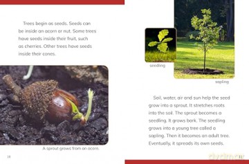 Why Do We Need Trees (Nature We Need) - Laura K. Murray [KSIĄŻKA]