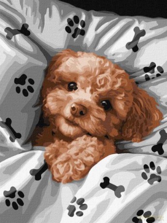 Malowanie po numerach z ramą 30x40cm Uroczy Maltipoo