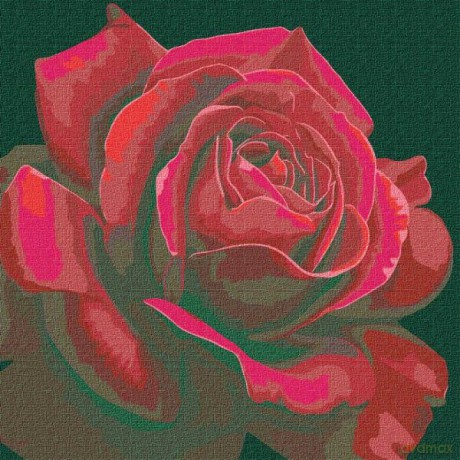 Malowanie po numerach z ramą 40x40cm Czerwona róża