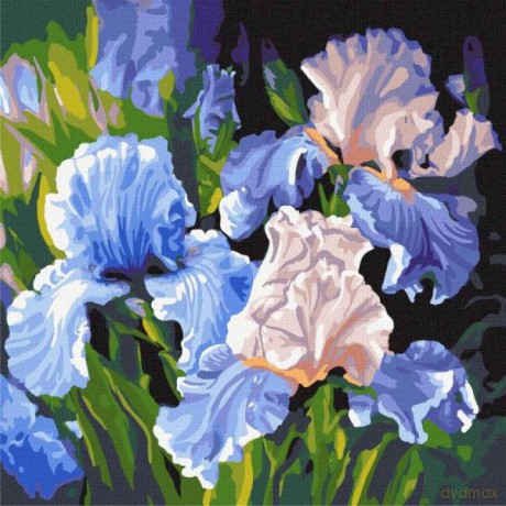 Malowanie po numerach z ramą 40x40cm Jasne tęczówki