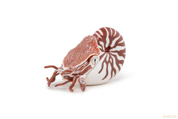 PAPO 56061 Nautilus