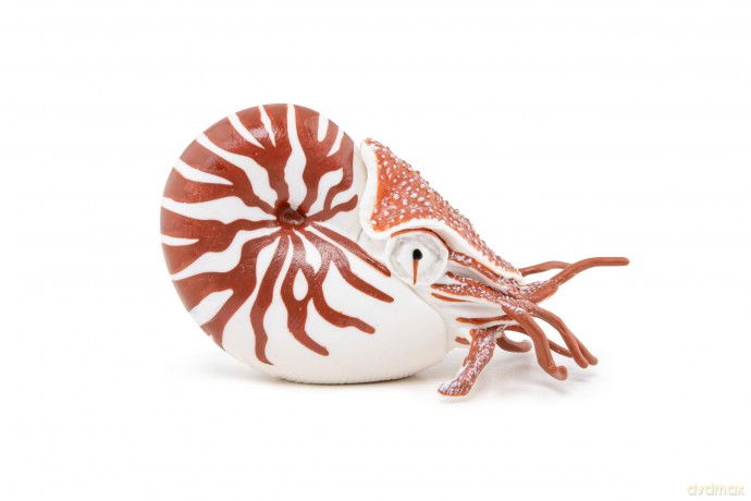PAPO 56061 Nautilus