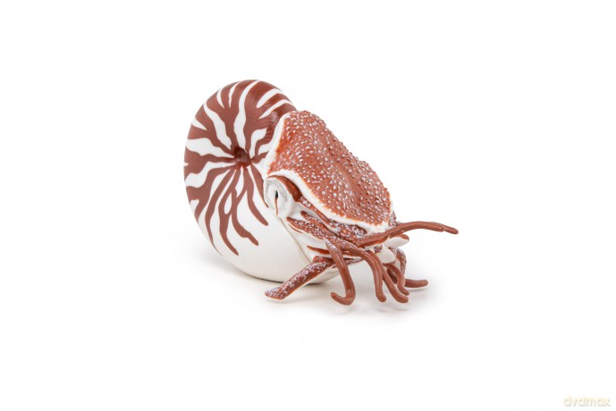 PAPO 56061 Nautilus