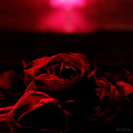 Paper Kites: Roses [CD]