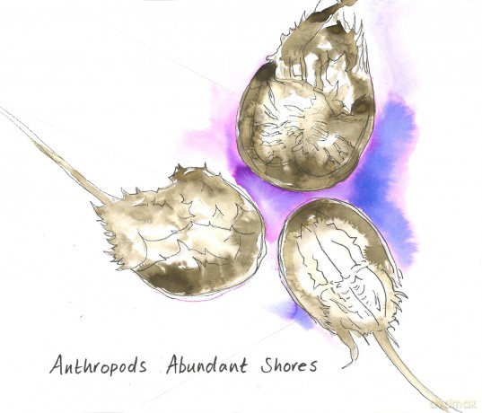 Anthropods: Abundant Shores [CD]