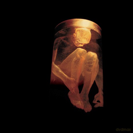Alice In Chains: Nothing Safe - The Best Of The Box [CD]