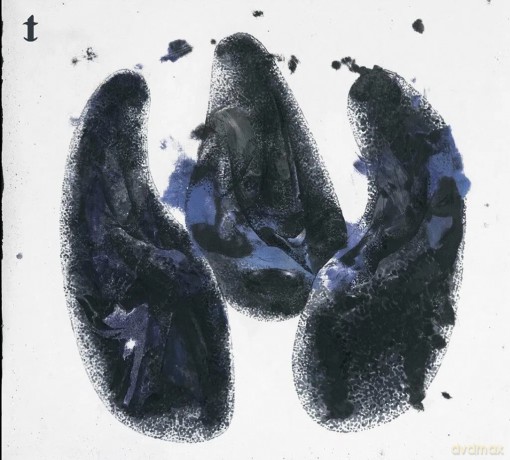 Roz Vitalis: Quia Nesciunt Quid Faciunt [CD]