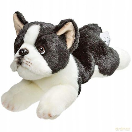 Pies Boston Terrier 30 cm