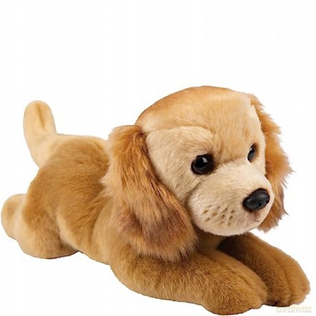 Pies golden retriever