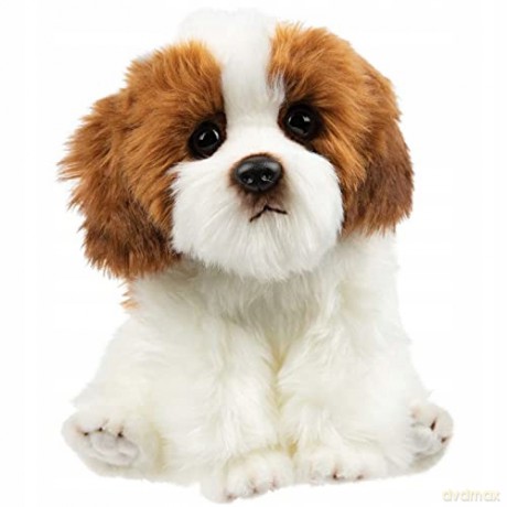Pies Shih Tzu