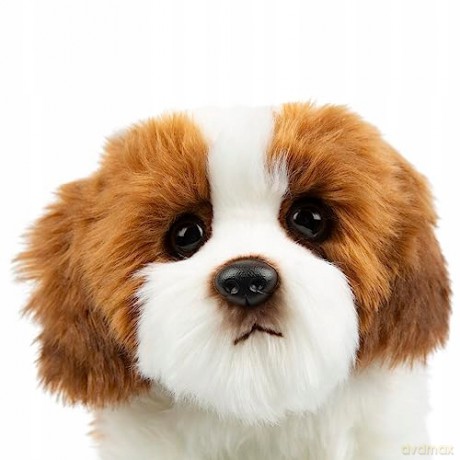 Pies Shih Tzu