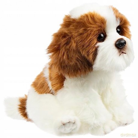 Pies Shih Tzu