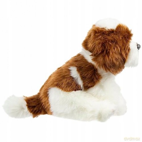 Pies Shih Tzu