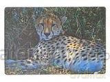 Podkładka na biurko piankowa gepard 60x40 cm