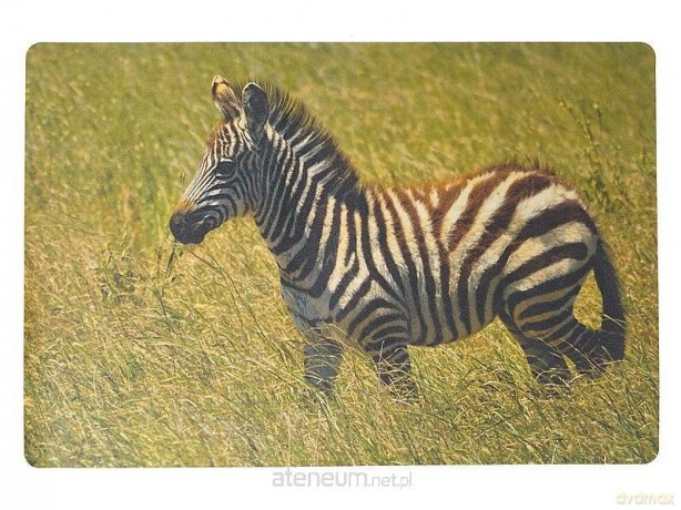 Podkładka na biurko piankowa zebra 60x40 cm