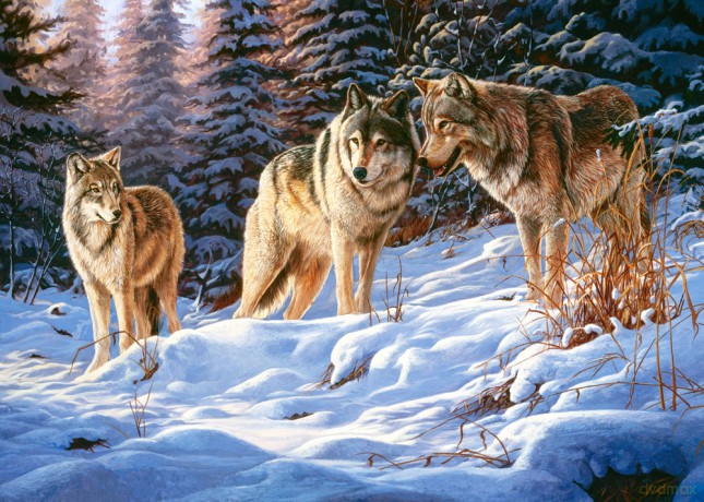 Castor 500 Wilki 51793 [PUZZLE]