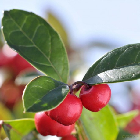 PRIMAVERA Aktivwohl Gelenkwohl Einreibung bio 10 x 50 ml - lindernder Effekt bei einer Gelenkmassage - Aromatherapie - aktivierend, mobilisierend - vegan