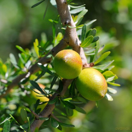 PRIMAVERA Pflegeöl Arganöl bio 30 ml - naturreine Pflanzenkraft - Glasflasche - Aromaöl, Körperöl, Naturkosmetik - schützend, kräftigend, regenerierend - vegan