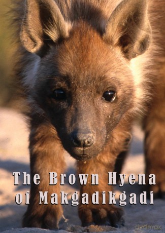 The Brown Hyena Of Makgadikgadi [DVD]