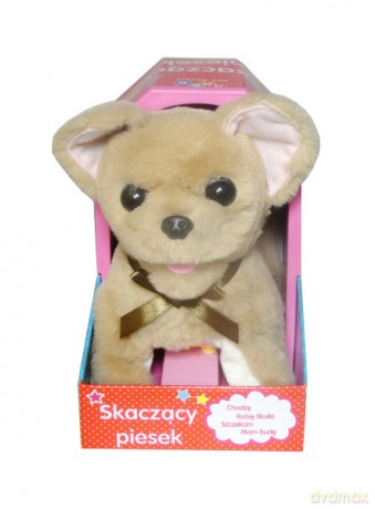 Chihuahua fikołek