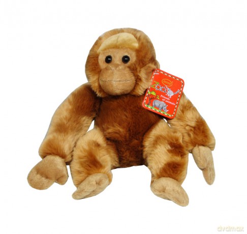 Orangutan