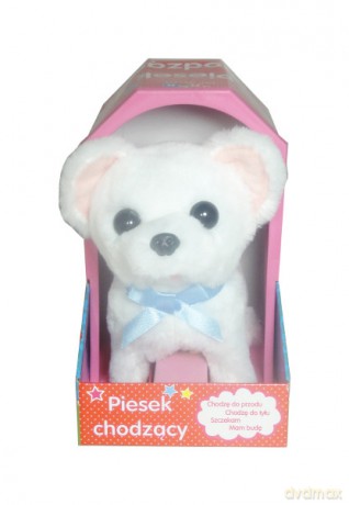 Piesek chihuahua szczekający