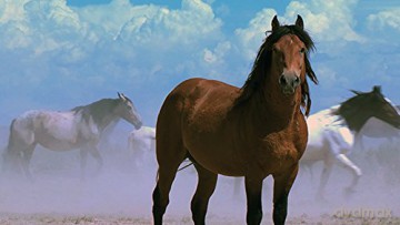 American Mustang [Blu-Ray 3D]