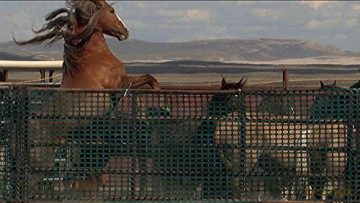 American Mustang [Blu-Ray 3D]