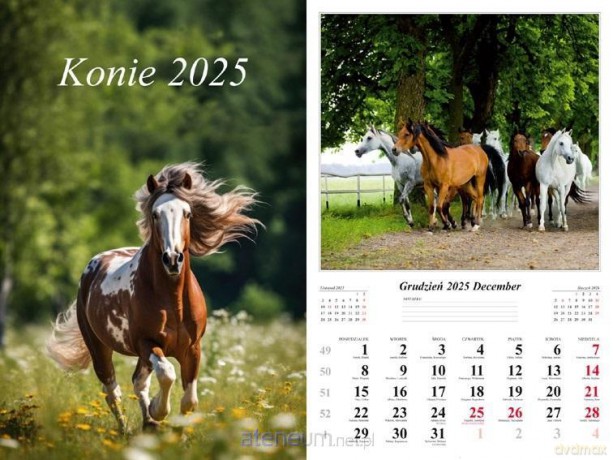 Kalendarz 2025 ścienny Konie [KALENDARZ]