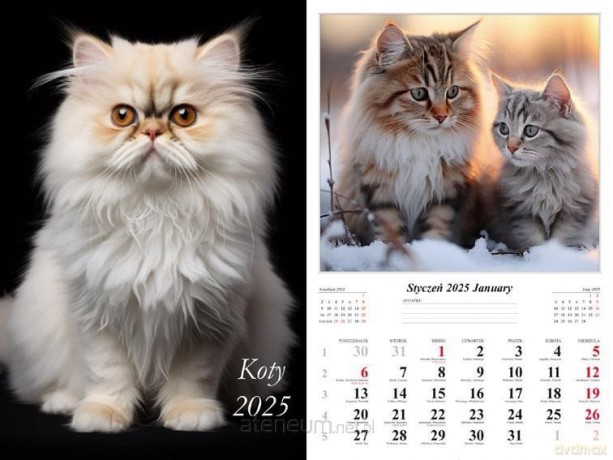 Kalendarz 2025 ścienny Koty [KALENDARZ]