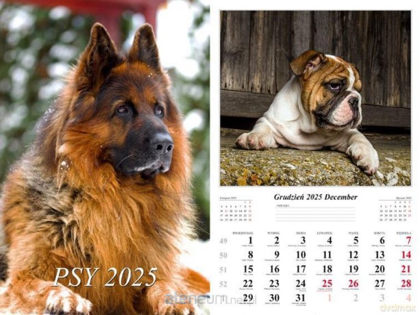 Kalendarz 2025 ścienny Psy [KALENDARZ]