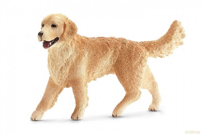 SLH golden retriever suczka 14 16395 11994