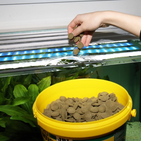 JBL - Pronovo Pleco Wafer Xl 5,5L - (152.0456)