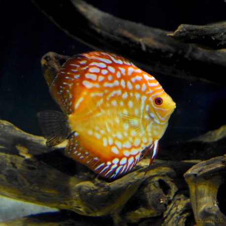 SEACHEM - Discus Buffer 1Kg - (159.0675)