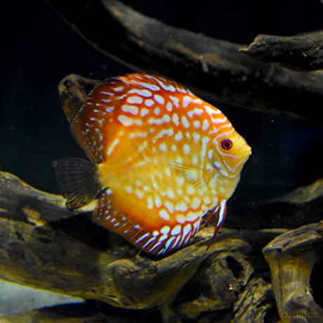 SEACHEM - Discus Buffer 4Kg - (159.0680)