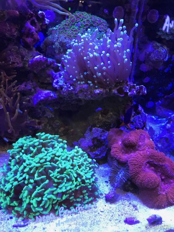 SEACHEM - Reef Buffer500G - (159.7550)