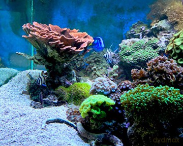 SEACHEM - Reef Kalkwasser 250G - (159.7625)