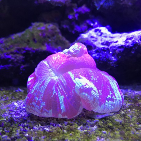 SEACHEM - Reef Plus 250Ml - (159.7225)