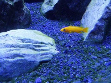 SEACHEM - Tanganyika Buffer 1Kg - (159.5170)