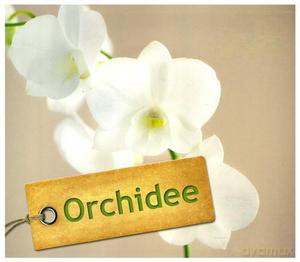 Orchidee [KSIĄŻKA]