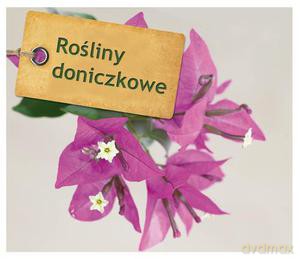 Rośliny doniczkowe [KSIĄŻKA]