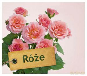 Róże [KSIĄŻKA]