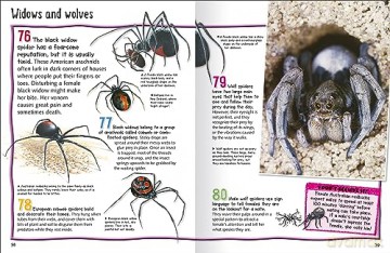 100 Facts Spiders [KSIĄŻKA]