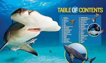 1000 Facts About Sharks - Sarah Wassner Flynn [KSIĄŻKA]