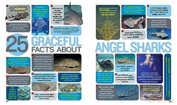 1000 Facts About Sharks - Sarah Wassner Flynn [KSIĄŻKA]