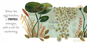 5 Minute Nature Story Box: First science concepts for growing minds! (5 Minute Stories) - Gabby Dawnay [KSIĄŻKA]