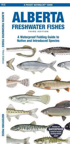 Alberta Freshwater Fishes: A Waterproof Folding Guide to Native and Introduced Species (Pocket Naturalist Guide) - Matthew Morris [KSIĄŻKA]