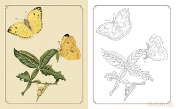 Amazing Butterflies Colouring Book: Beautiful illustrations to inspire creativity (Arcturus Classic Nature Colouring) - David Woodroffe [KSIĄŻKA]